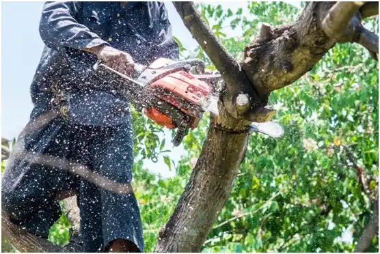 tree services Lake Koshkonong